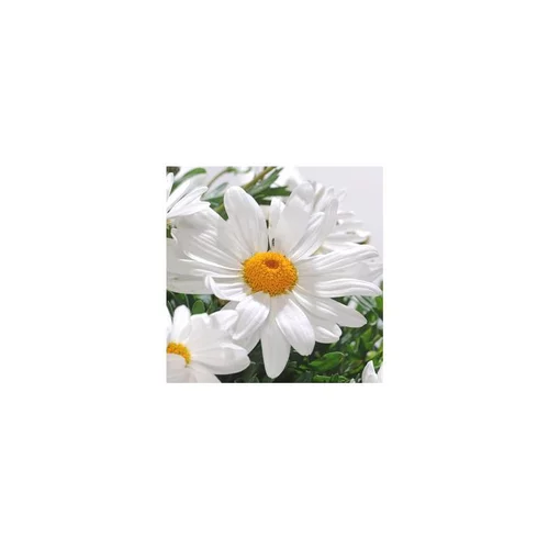 Déco pour le jardin:Anthémis - Le pot de 10 litres