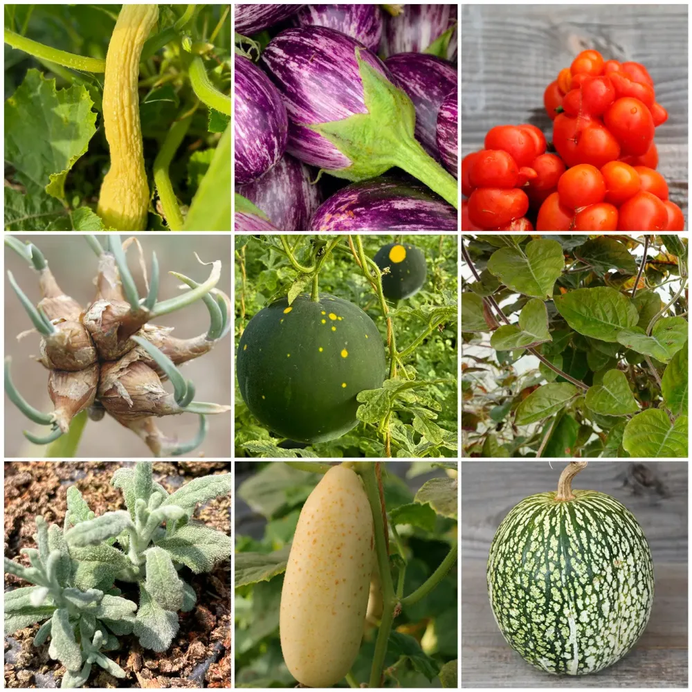 SÉLECTION "GRANDES CURIOSITES A PLANTER"