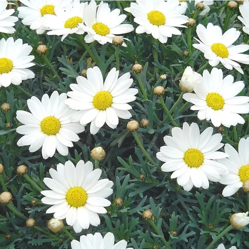 Pour personnaliser vos extérieurs：Anthémis (Fausse Camomille ou Camomille des teinturiers) à fleurs multicolores - Le pot Ø 11 cm