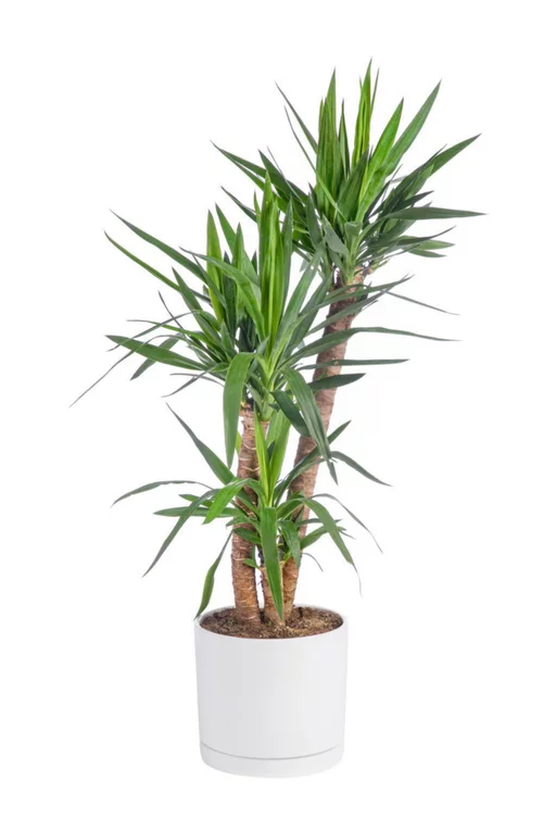 Pour transformer votre jardin:Yucca 3 pieds vert en pot blanc émaillé botanic®. Le pot Ø 30 cm