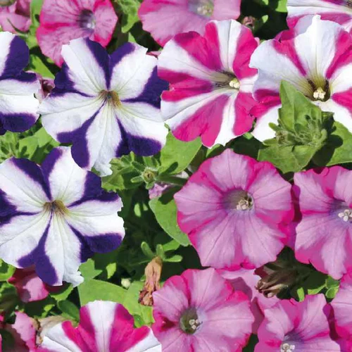 Pour tous vos besoins extérieurs:Pétunia retombant bicolore - Le pot de 9 x 9 cm