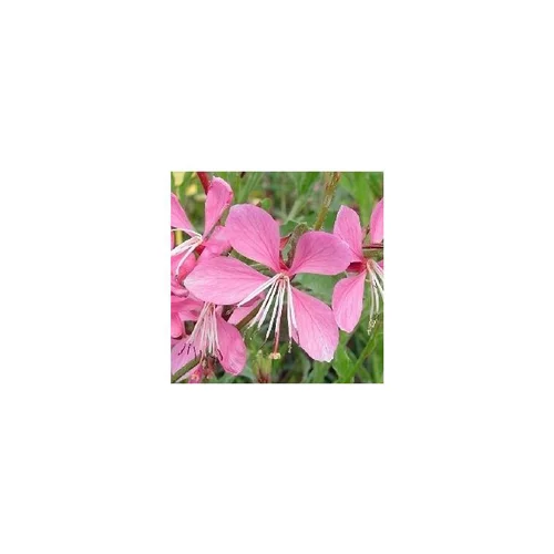 Mon jardin：Gaura Lindheimeri Rosyjane Harrosy - Le pot de 3 litres