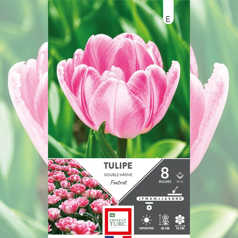 TULIPE DOUBLE HÂTIVE FOXTROT