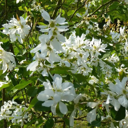 Tendance jardin：Magnolia étoilé (Stellata) blanc. Le pot de 9 litres