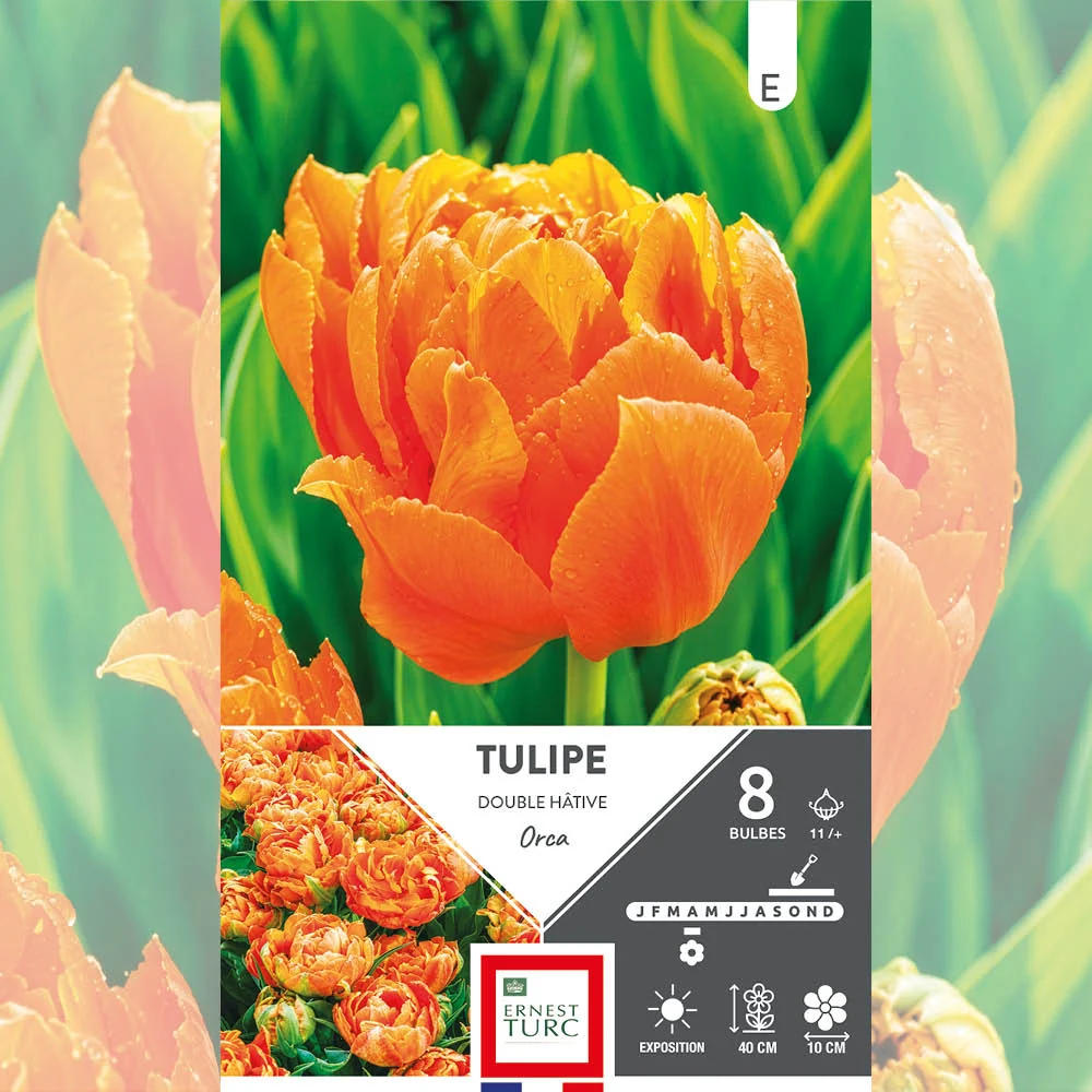 TULIPE DOUBLE HÂTIVE ORCA