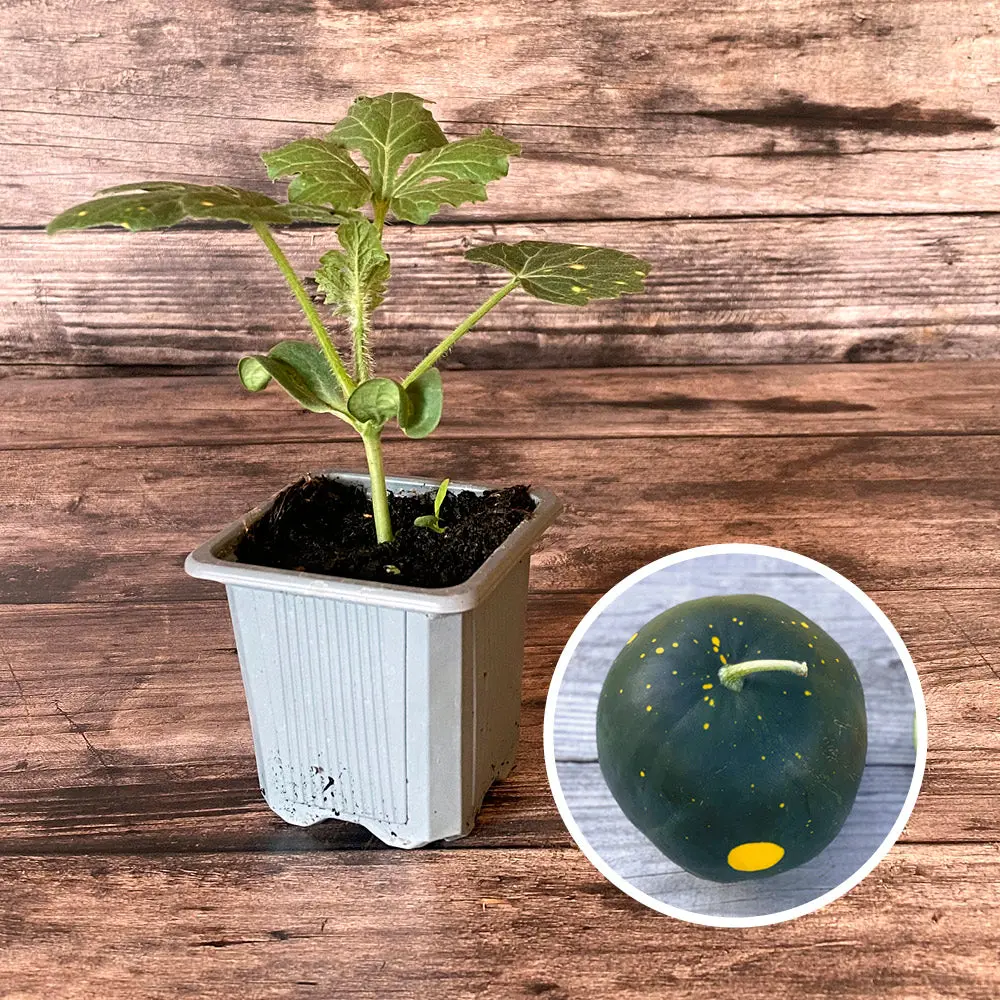 PASTÈQUE MOON AND STARS AB - PLANT