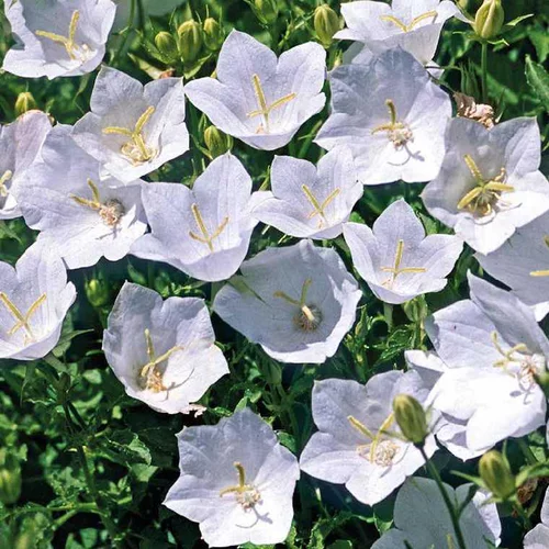 Bien pensé extérieur:Campanule des Carpates blanche - Le pot de 9 x 9 cm