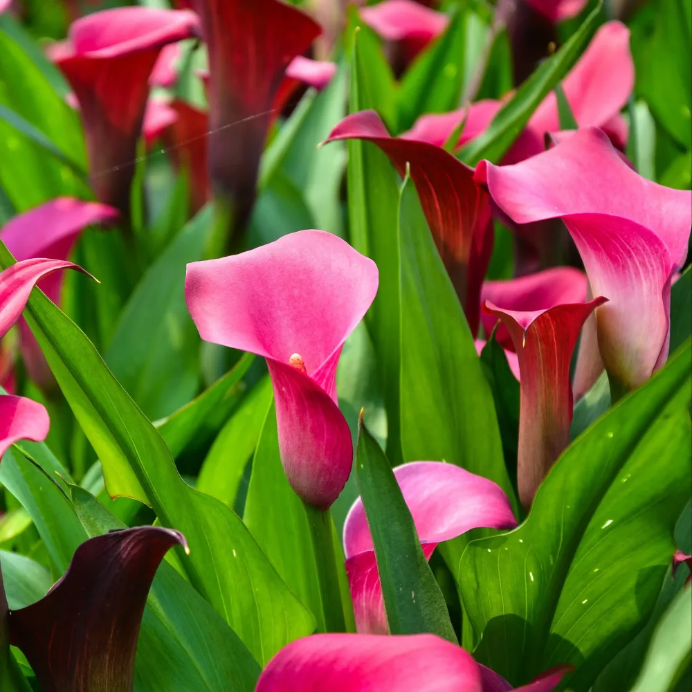 ARUM PINK PERSUASION