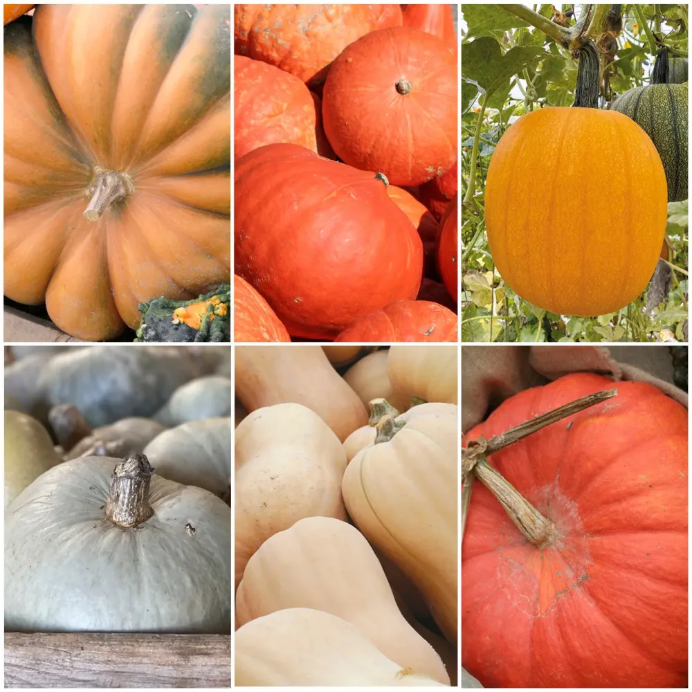 SÉLECTION "COURGE-MOI SI TU PEUX"
