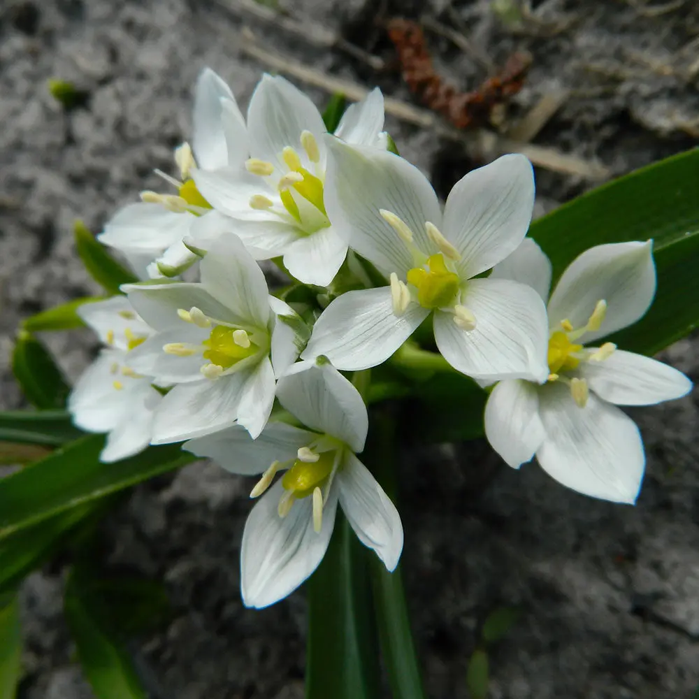 ORNITHOGALUM OLIGOPHYLLUM WHITE TROPHY