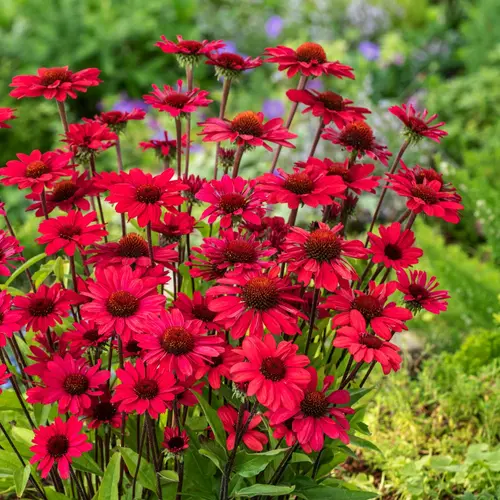 Nature extérieur:Echinacea PANAMA RED - Le pot de 2 litres