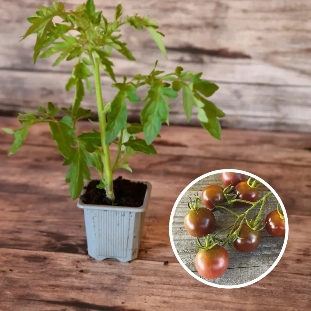TOMATE BROWN BERRY AB - PLANT