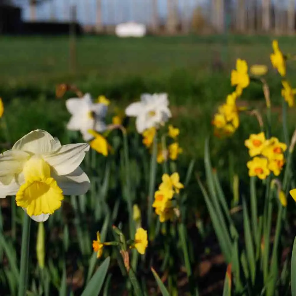 NARCISSE EN MÉLANGE