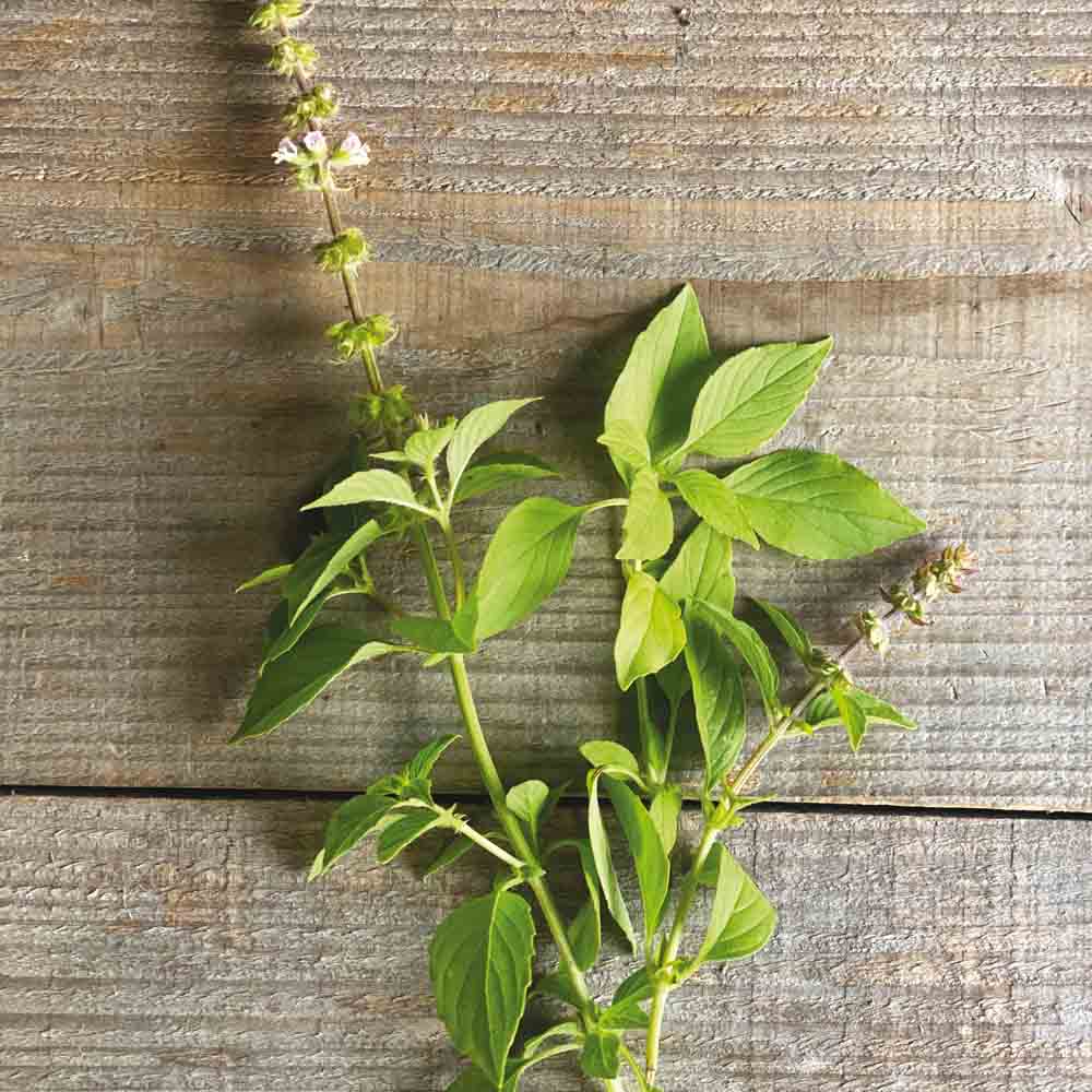 BASILIC CITRON AB - ANTIGASPI