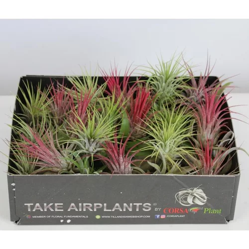 Équipement jardin:Tillandsia mix vert 4 cm