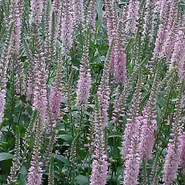 6 x Véronique à longues feuilles – Veronica 'Pink Damask', godet 9cm x 9cm