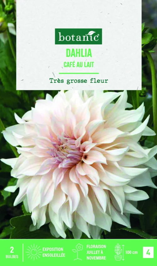 Extérieur accessoire:Bulbes de fleurs Dahlia décoratif Café au lait botanic® - 2 bulbes