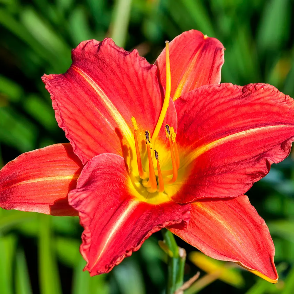 HEMEROCALLIS AUTUMN RED