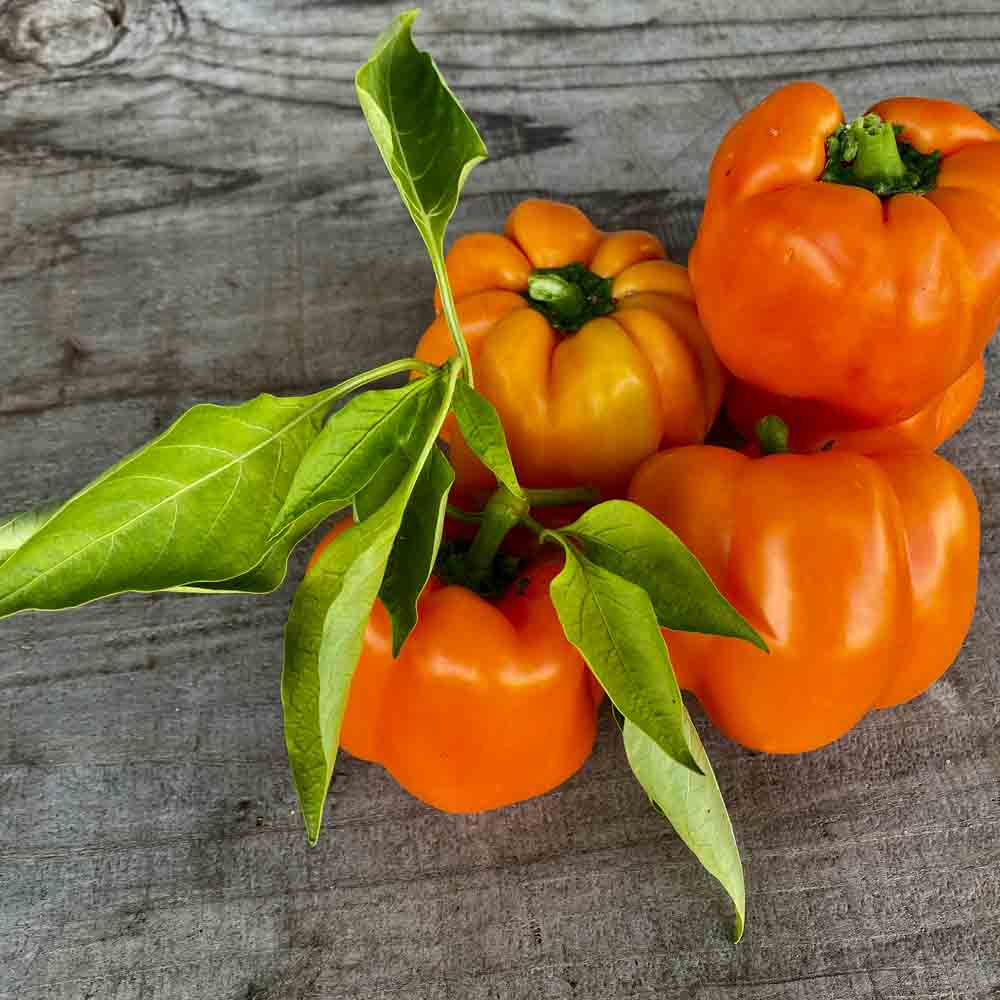 POIVRON CALIFORNIA ORANGE WONDER AB