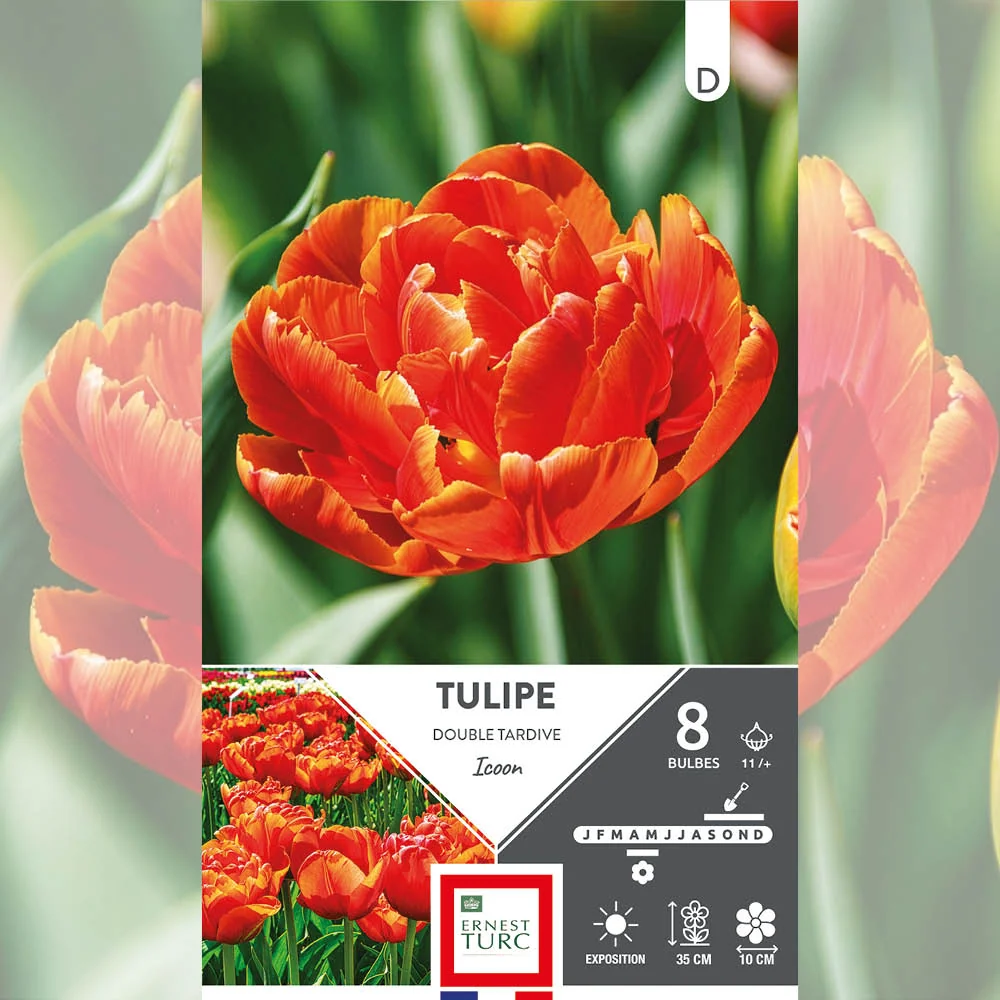 TULIPE DOUBLE TARDIVE ICOON