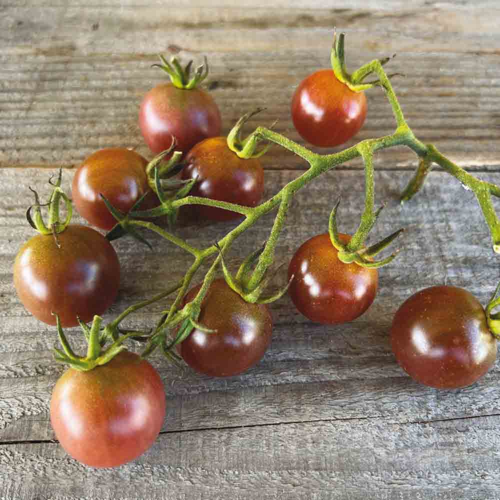 TOMATE BROWN BERRY AB - ANTIGASPI