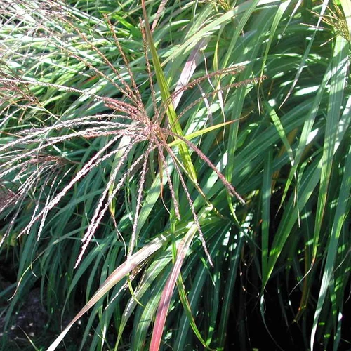 Pour simplifier vos extérieurs:Miscanthus Sinensis - Le bac carré