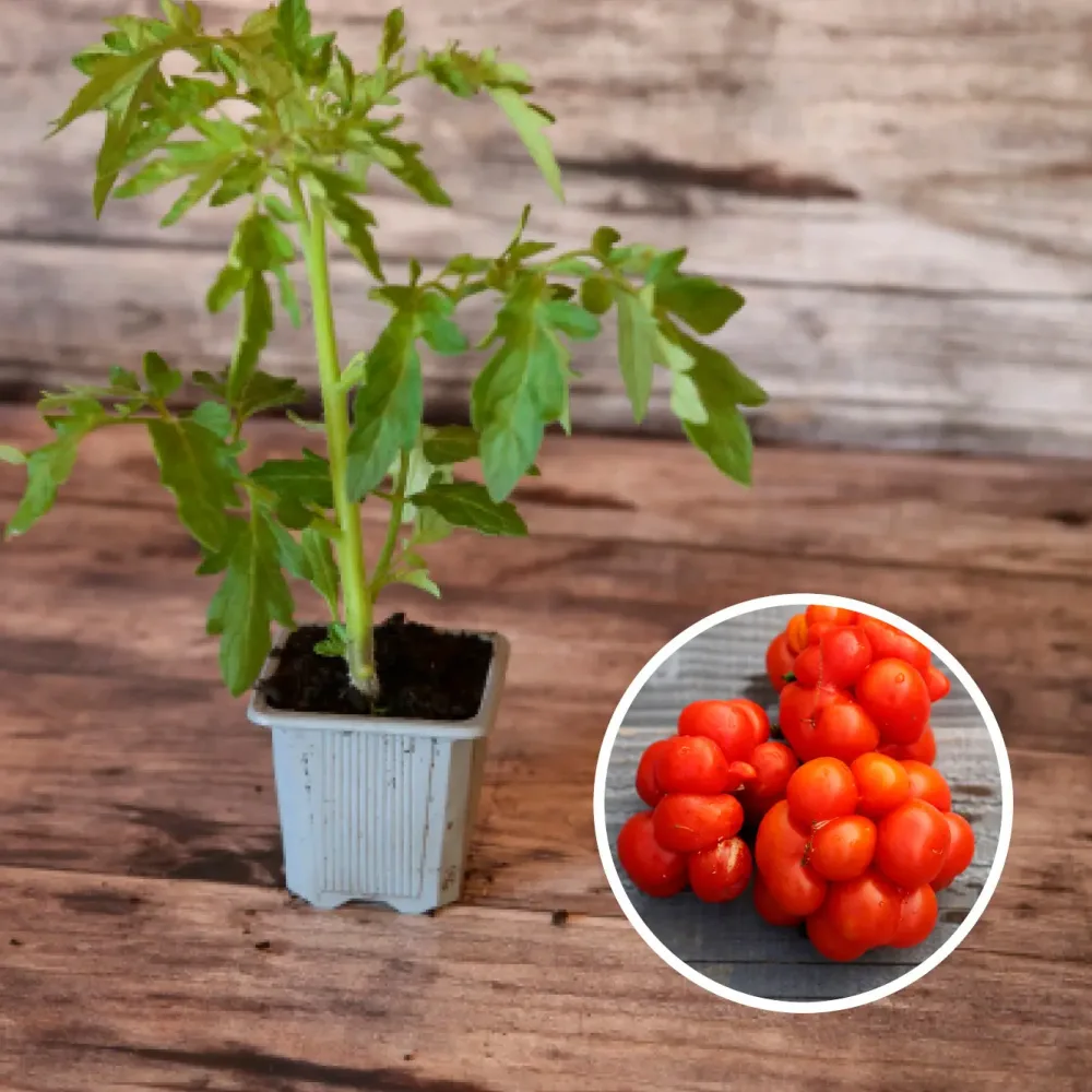 TOMATE VOYAGE AB - PLANT