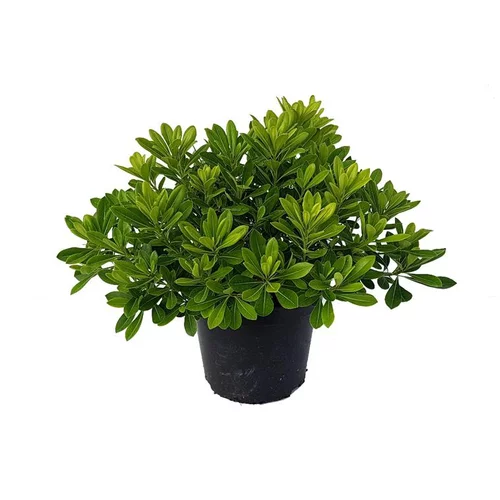Jardin et confort:Pittosporum Tobira Nana 50/60. Le pot de 7 litres