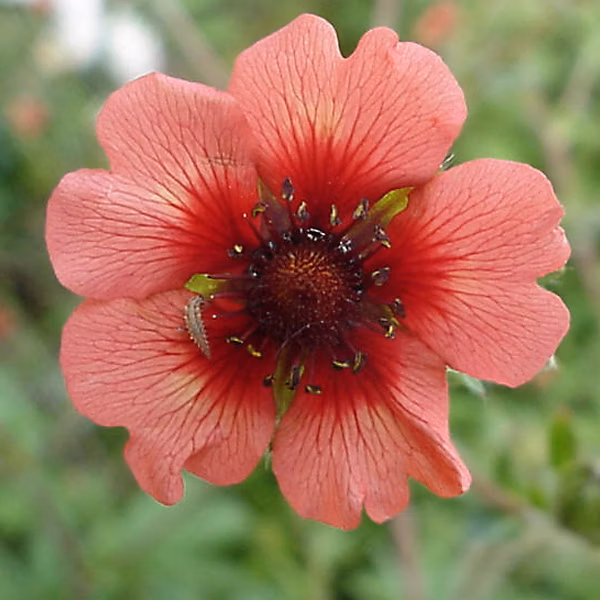 6 x Potentille vivace du Népal – Potentilla nepalensis 'Miss Willmott', godet 9cm x 9cm