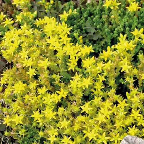 Pour vos moments au jardin:Sedum Acre - Le pot de 9 x 9 cm