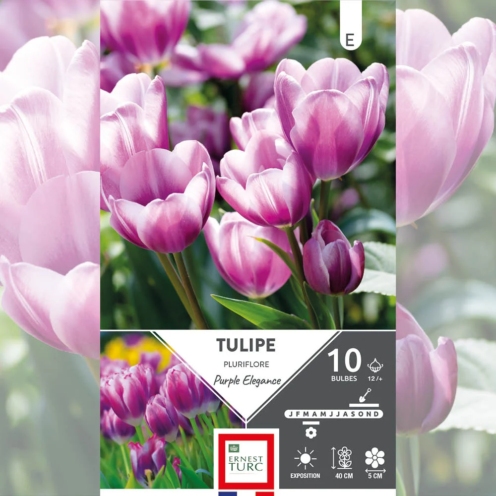 TULIPE PLURIFLORE PURPLE ELEGANCE