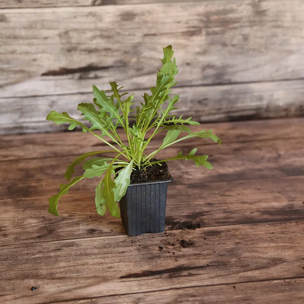 ROQUETTE SAUVAGE AB - PLANT