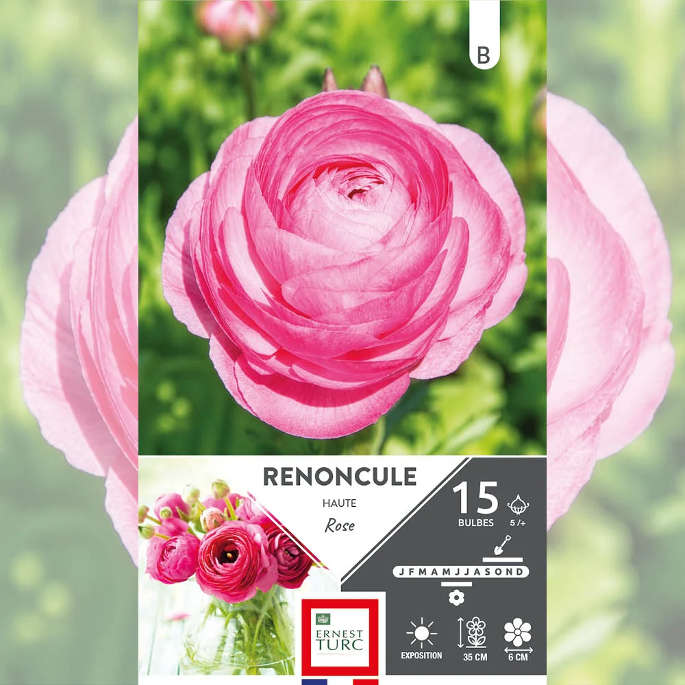 RENONCULE ROSE