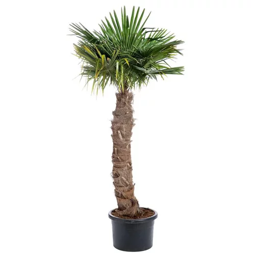 Jardin pratique:Palmier Trachycarpus 150/175 cm en pot de 90 L