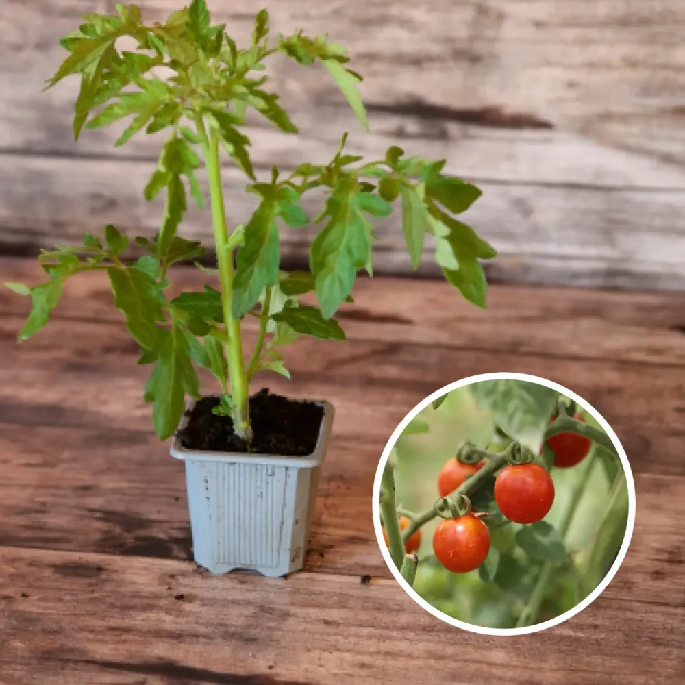 TOMATE CERISETTE LYLIA AB - PLANT