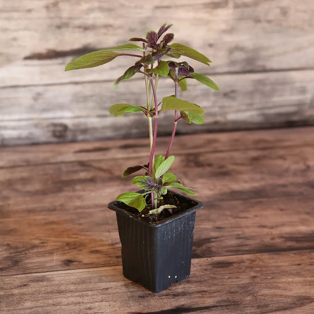 BASILIC PERPÉTUEL SIMPLE AB - PLANT