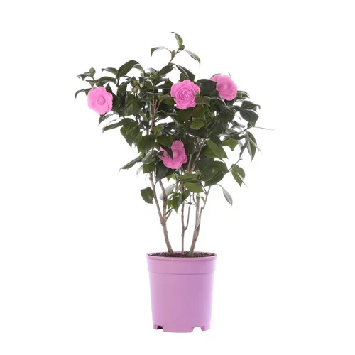 Au service de votre jardin：Camélia Japonica coloris varié en pot de 4 L