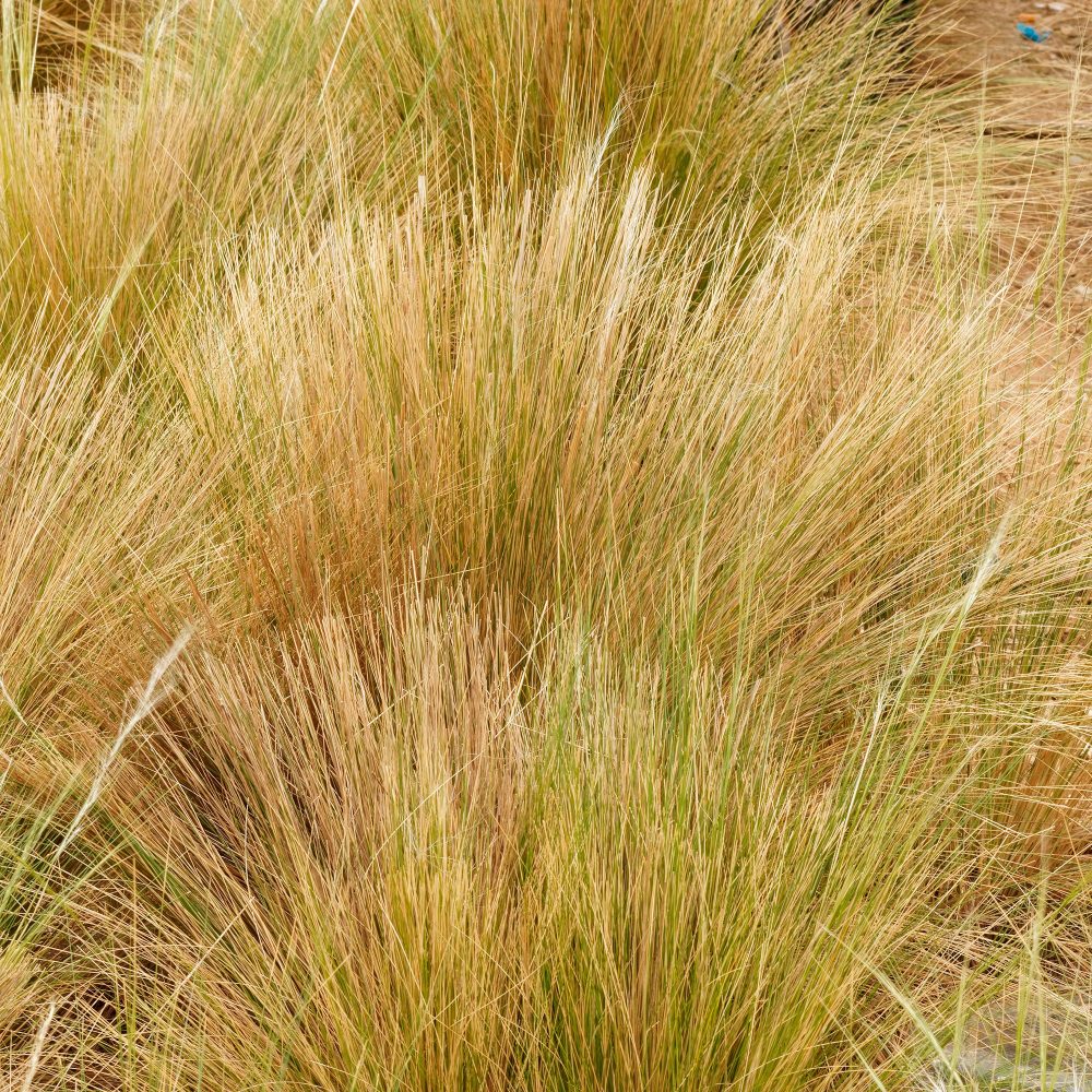 Stipe à feuilles dentées Stipa trichotoma Palomino