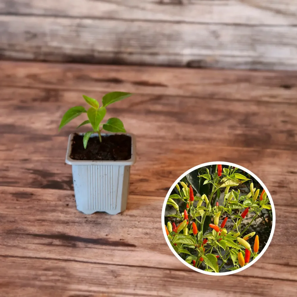 PIMENT TABASCO AB - PLANT