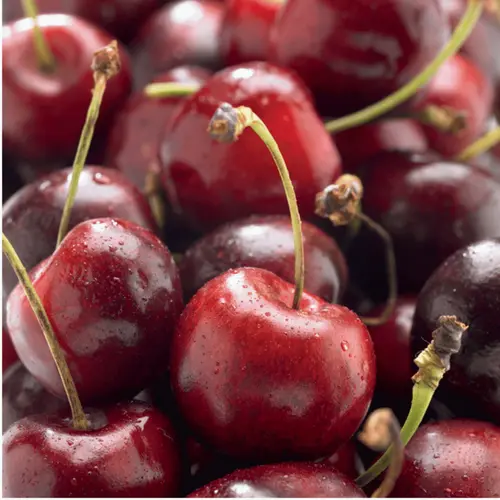 Pour un jardin accueillant:Cerisier Big. Delice De Malicorne ® Agoudel Bio. Le pot de 12 litres forme gobelet