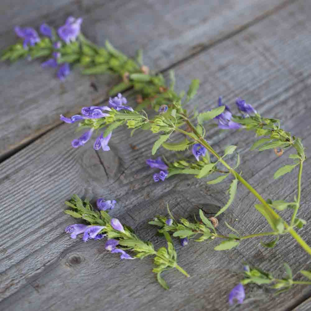 THÉ DES JARDINS AB