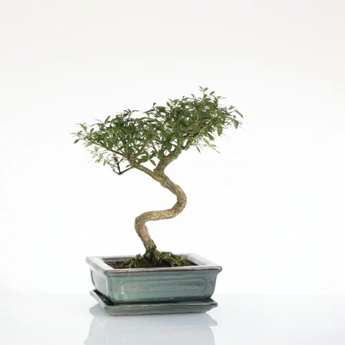 Pratique extérieur:Bonsaï botanic® Serissa avec pot et soucoupe - Taille 3,2