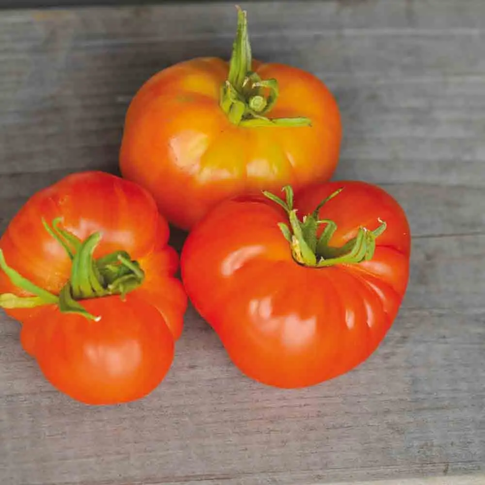 TOMATE JOYAU D'OAXACA AB