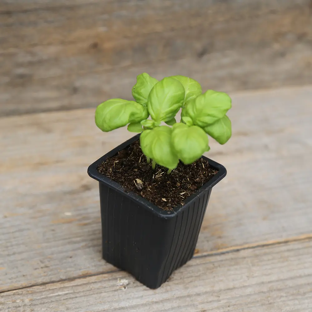 BASILIC GÉANT MONSTRUEUX MAMMOUTH AB - PLANT