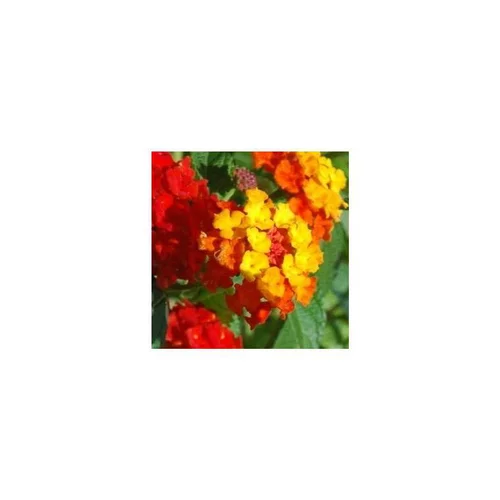 Pour tous vos projets extérieurs：Lantana - Le pot de 2 litres