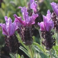 Pour mieux aménager votre jardin：Lavande Dentata pot de 2 litres