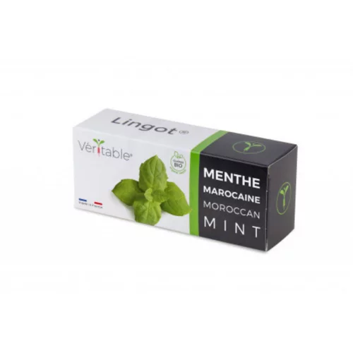 Sélection utile：Lingot Menthe marocaine bio pour potager Véritable