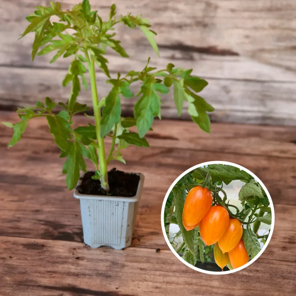 TOMATE CERISE BLUSH TIGER AB - PLANT