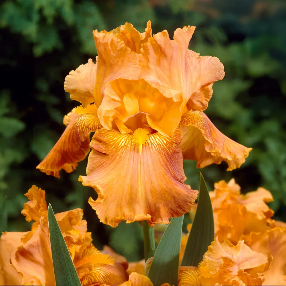 2 Iris de jardin Profondeur de champ Iris germanica depht of field