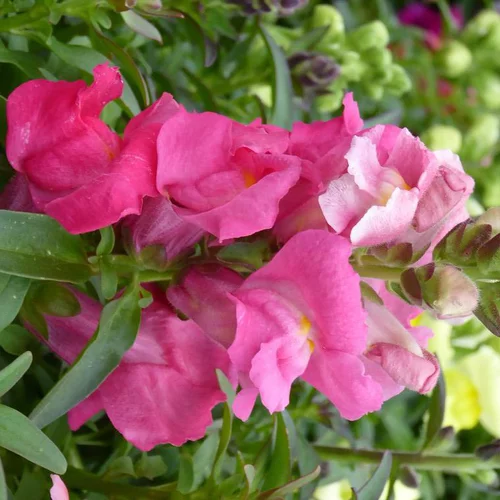 Solution simple:Muflier ou gueule de loup - La barquette de 6 plants